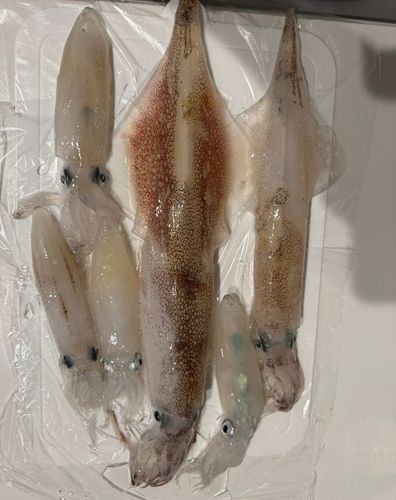 ヤリイカの釣果