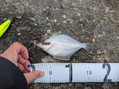 イシガレイの釣果