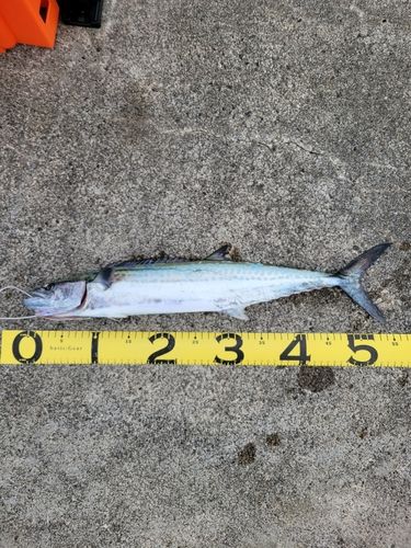 サゴシの釣果