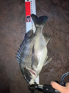 クロダイの釣果