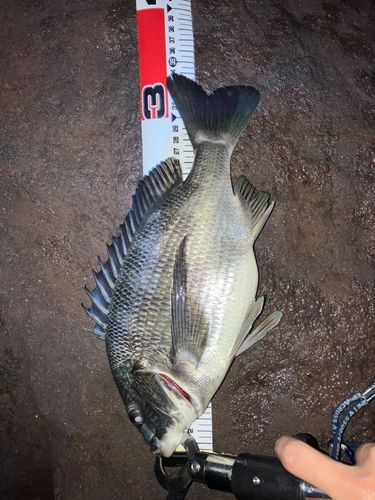 クロダイの釣果