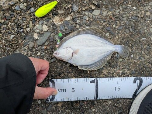 イシガレイの釣果