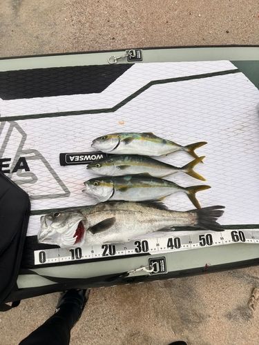 シーバスの釣果