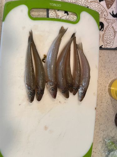 キスの釣果