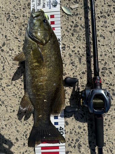 スモールマウスバス