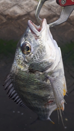 キビレの釣果