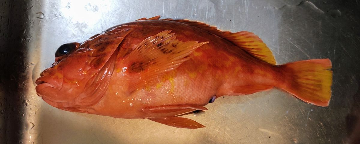 アングラーSASUKEさんの釣果 3枚目の画像