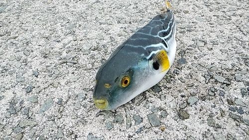 シマフグの釣果