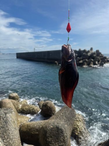 ドンコの釣果
