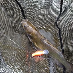 アメリカナマズ