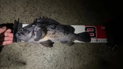 クロソイの釣果