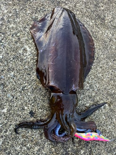 アオリイカの釣果