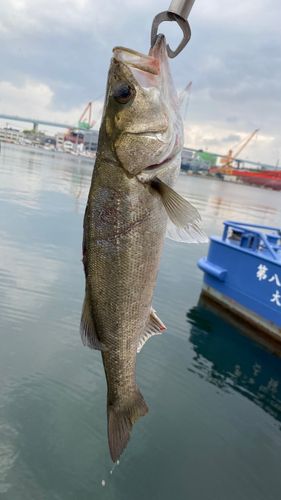 セイゴ（マルスズキ）