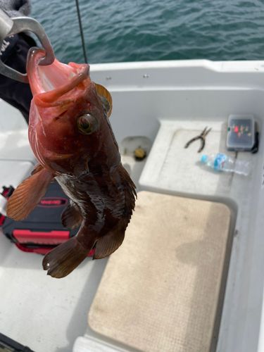 タイの釣果