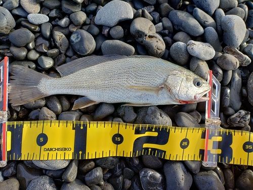 イシモチの釣果
