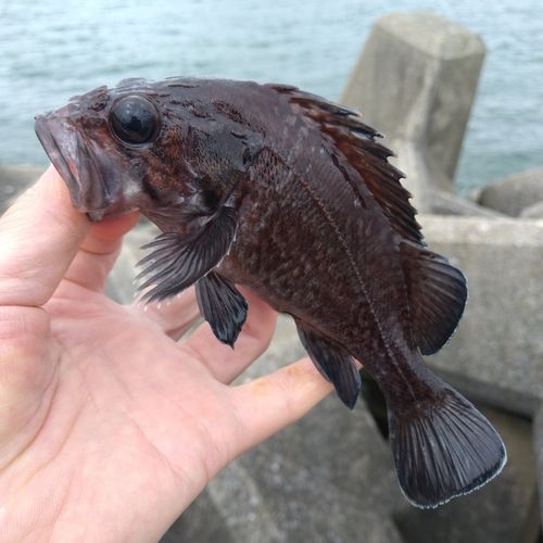 マゾイの釣果