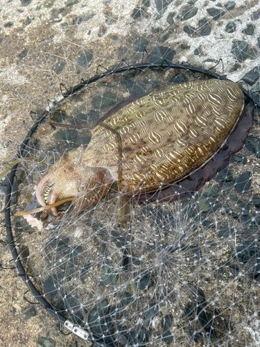 モンゴウイカの釣果