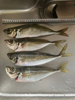 アジの釣果