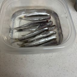 カタクチイワシ