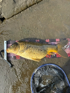 コイの釣果