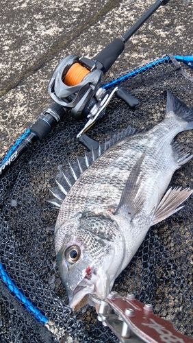 クロダイの釣果