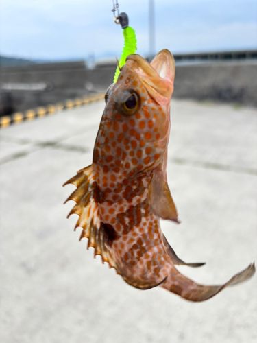 キジハタの釣果