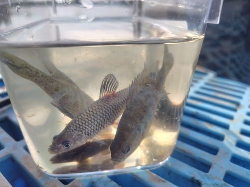 ブルーギルの釣果