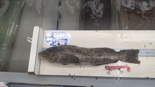 アイナメ