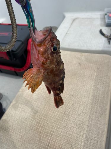 タイの釣果