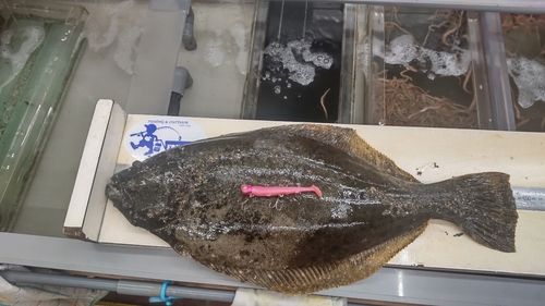 ヒラメ