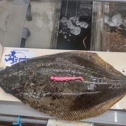 ヒラメ