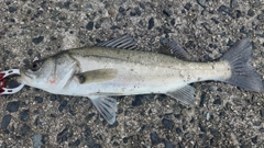 セイゴ（マルスズキ）の釣果