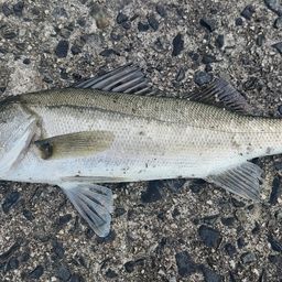 セイゴ（マルスズキ）