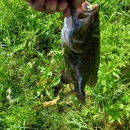 スモールマウスバス