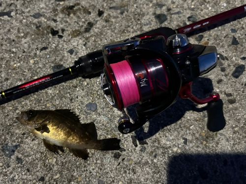 アカメバルの釣果