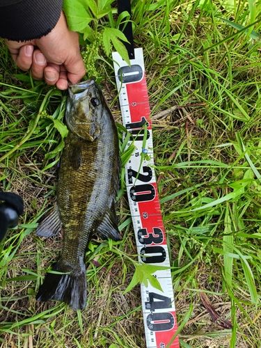 スモールマウスバスの釣果