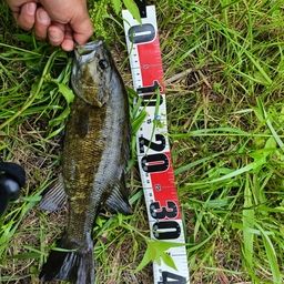 スモールマウスバス