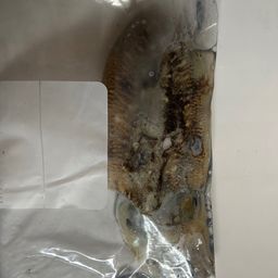 コウイカ