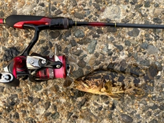 タケノコメバルの釣果