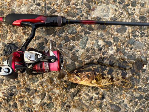 タケノコメバルの釣果