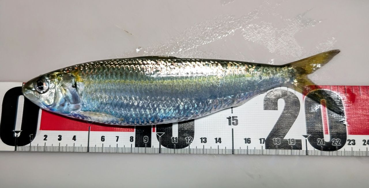 カタボシイワシ