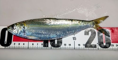 カタボシイワシ