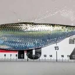 カタボシイワシ