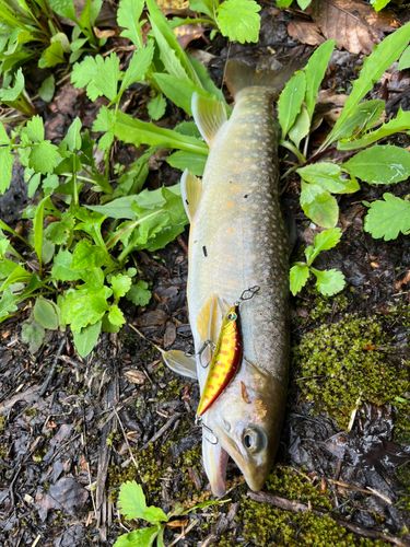 イワナの釣果