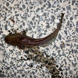 ゴンズイ