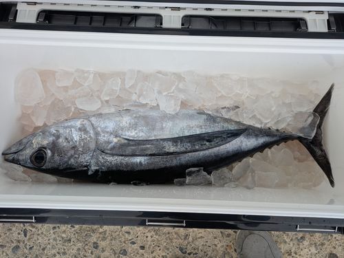 ビンチョウマグロの釣果