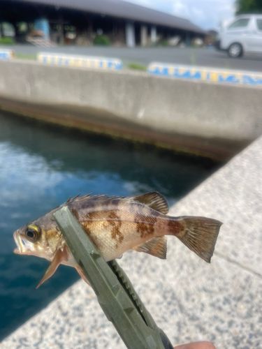 カマス