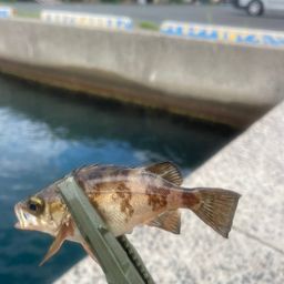 カマス