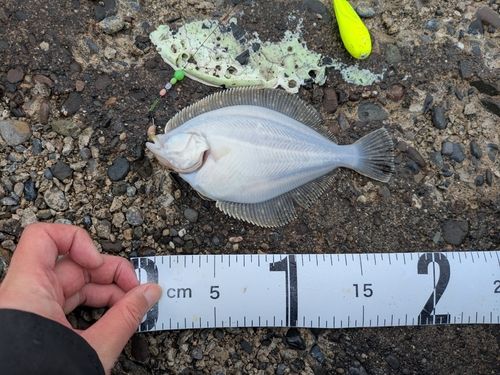 イシガレイの釣果