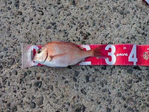 マダイの釣果
